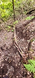 Plants: image 89 Of 208 Thumb